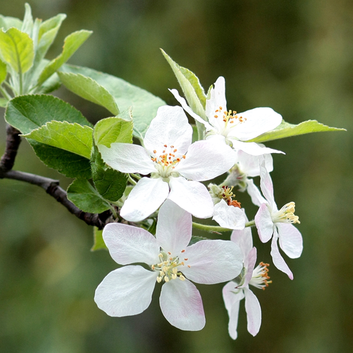 Springtime Live Wallpaper