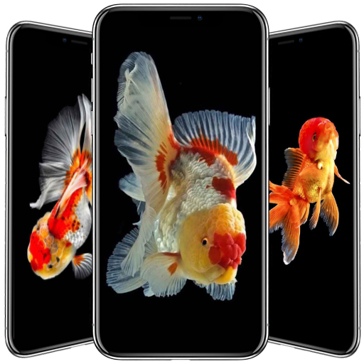 Goldfish Wallpaper