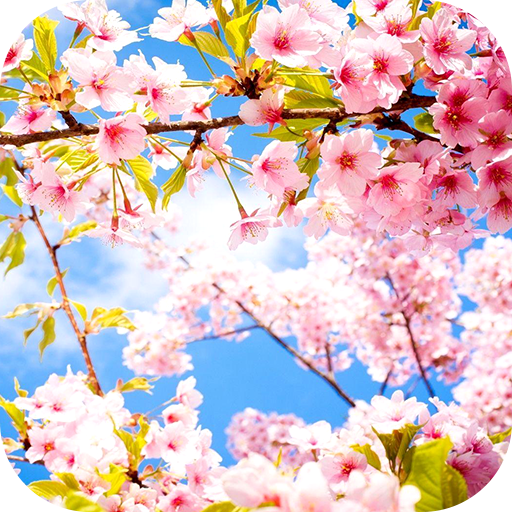 Spring Wallpaper 2025