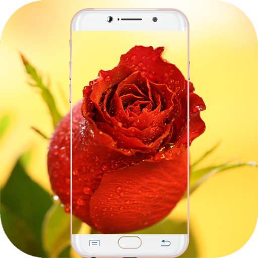 Red Rose Wallpaper