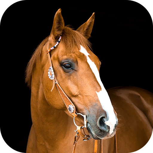 Horse Wallpaper 2025