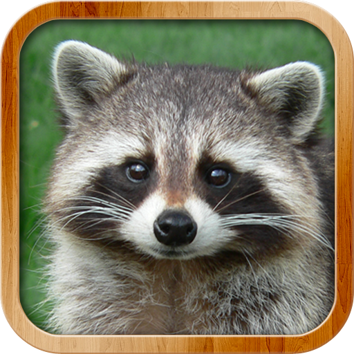 Kids Learn About Animals