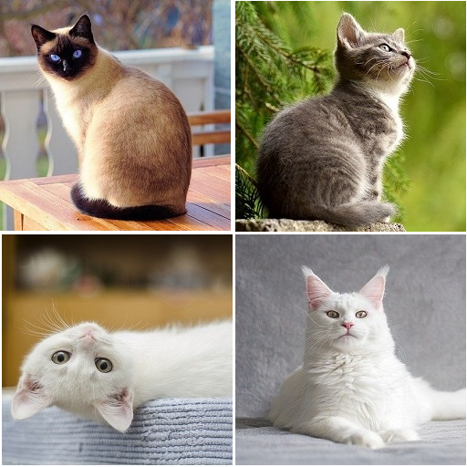 Cat scanner - Find cat breed