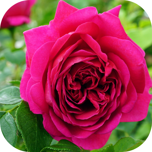 Pink Rose Flower