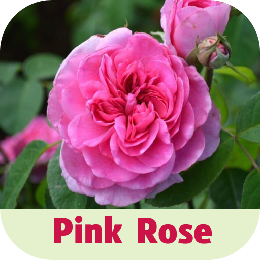 pink rose