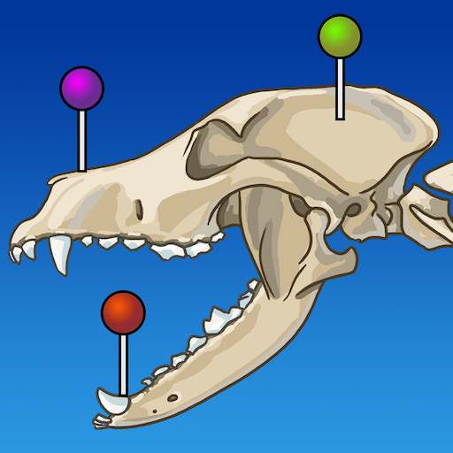 IMAIOS vet-Anatomy