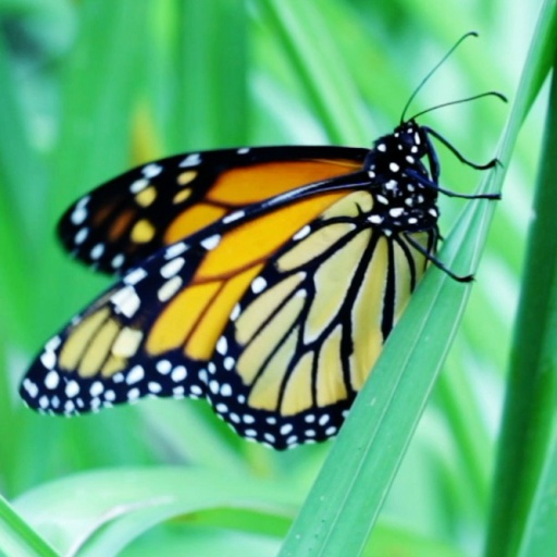 Butterfly Live Wallpaper