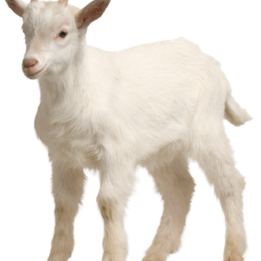Goat Farming Guide