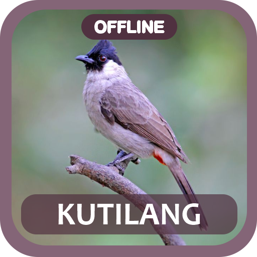 Masteran burung kutilang gacor