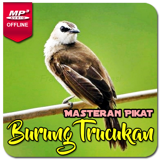 Suara Burung Trucukan Gacor