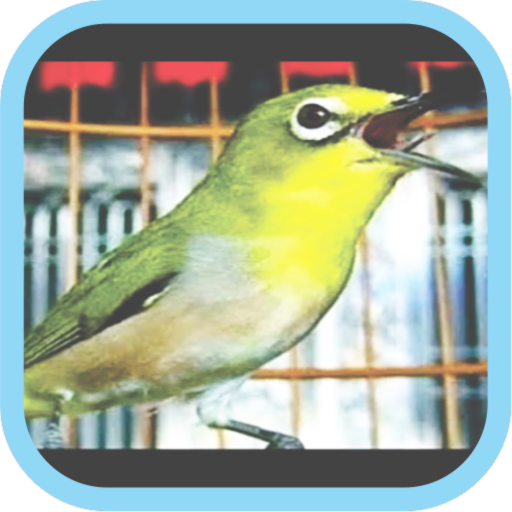 Masteran Kicau Pleci Mp3