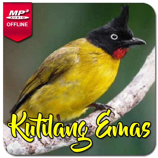 Suara Burung Kutilang Emas