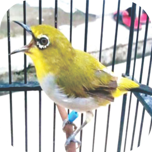 Master Kicau Pleci Juara 2025