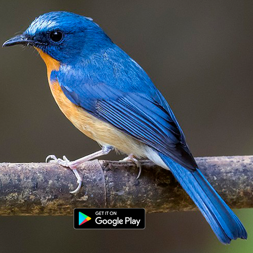suara pemikat burung tledekan