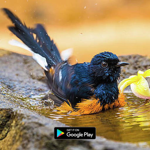 suara burung murai batu