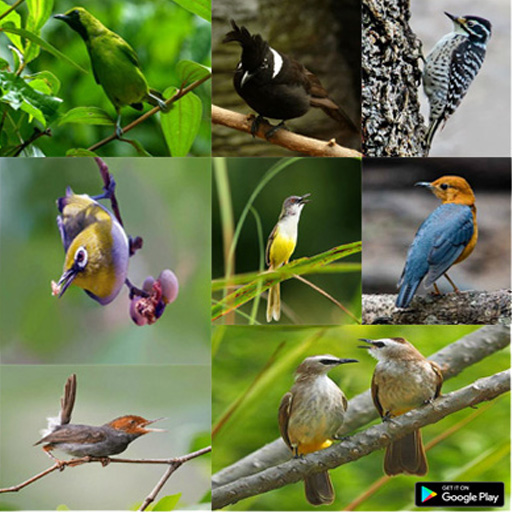 suara pikat burung ampuh