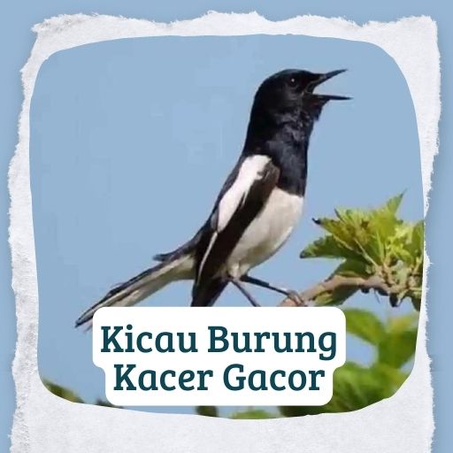 Kacer Gacor Masteran Juara Mp3