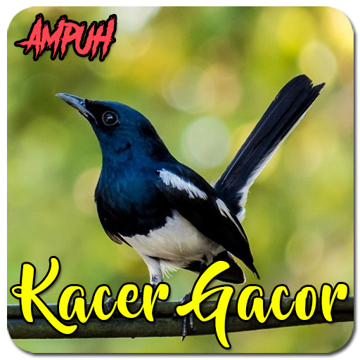 Suara Burung Kacer Gacor Ampuh