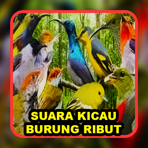 Suara Pikat Burung Ribut