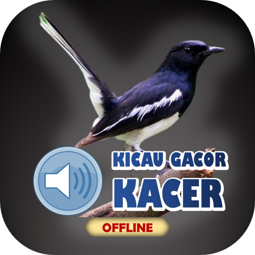 Suara Burung Kacer Gacor Mp3
