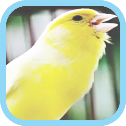 Masteran Kicau Burung Kenari