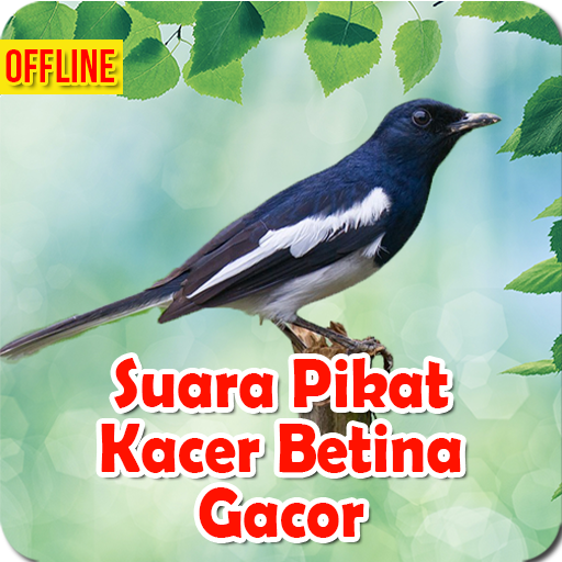 Suara Pikat Kacer Betina Gacor