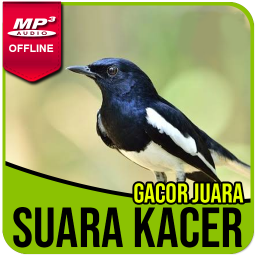 Kicau Burung Kacer Lengkap