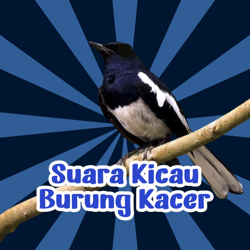 Kicau Burung Kacer MP3