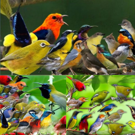 Suara Pikat Burung Ribut 2026