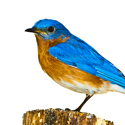Suara Terapi Semua Burung