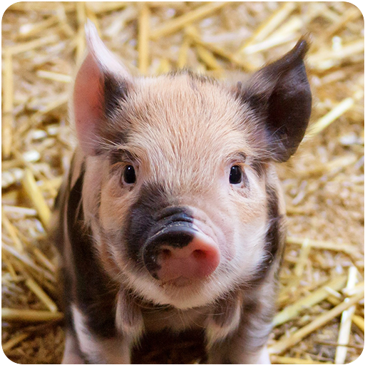 Farm Animal Sounds