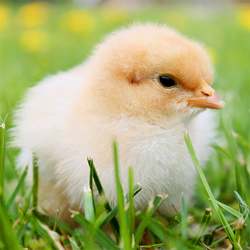 Baby chicken sound