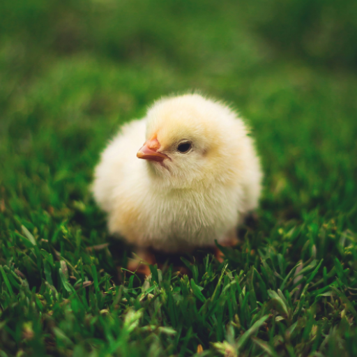 Baby Chicken Sounds